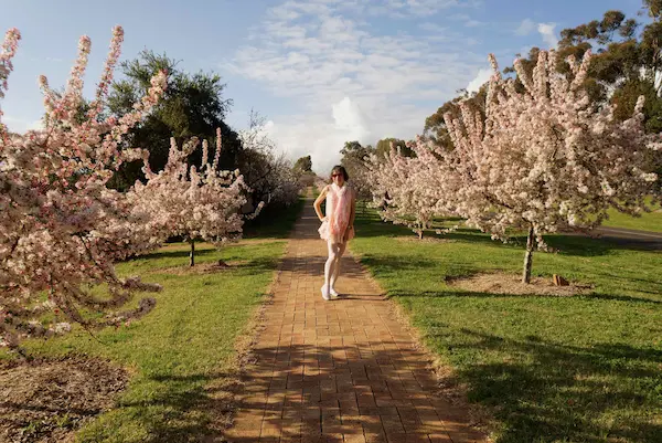 Sakura Avenue (5)